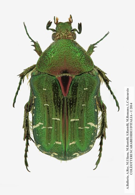 Cetonia carthami carthami